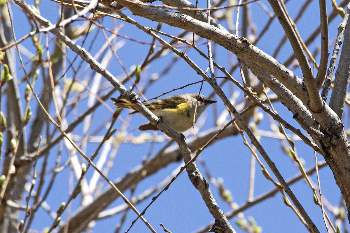 American Redstart - ML443811761