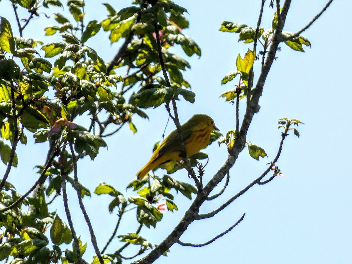 Yellow Warbler - ML443812221