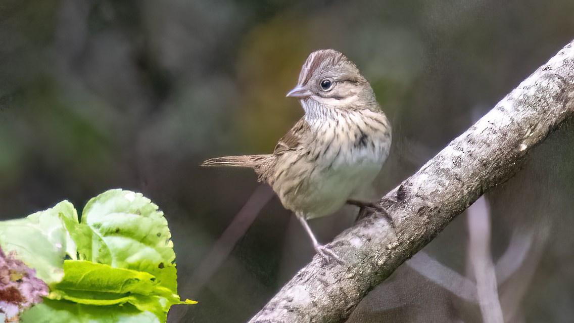 Lincoln's Sparrow - ML443814511