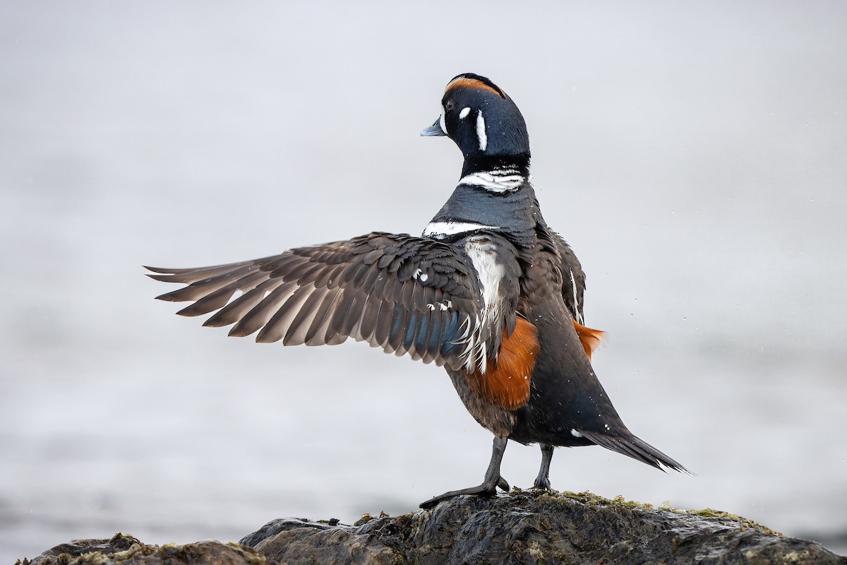 Harlequin Duck - Frédérick Lelièvre