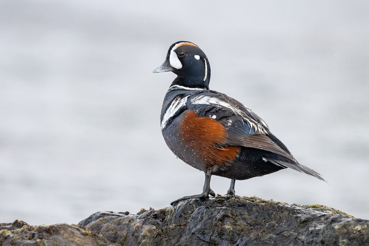 Harlequin Duck - Frédérick Lelièvre