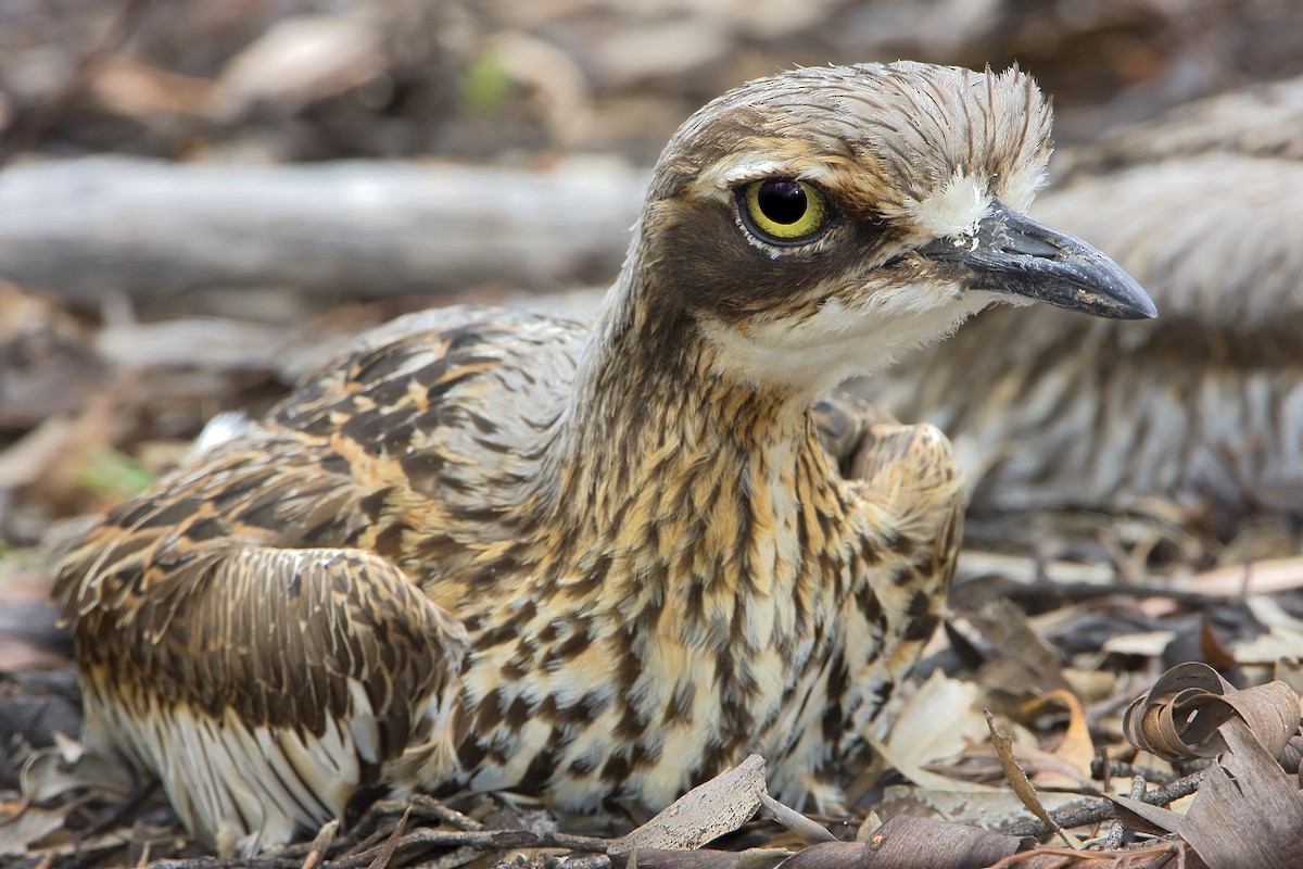 Bush Thick-knee - Mark Chappell