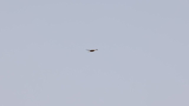 Black Kite (Black) - ML443816141