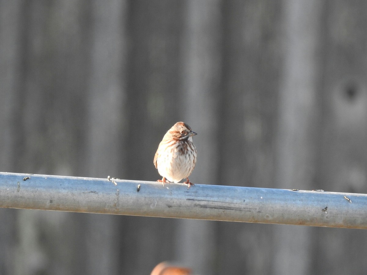 Song Sparrow - ML44381631