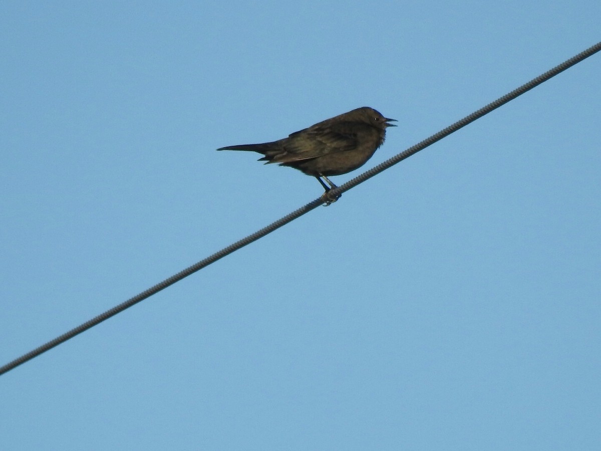 Brewer's Blackbird - Anonymous