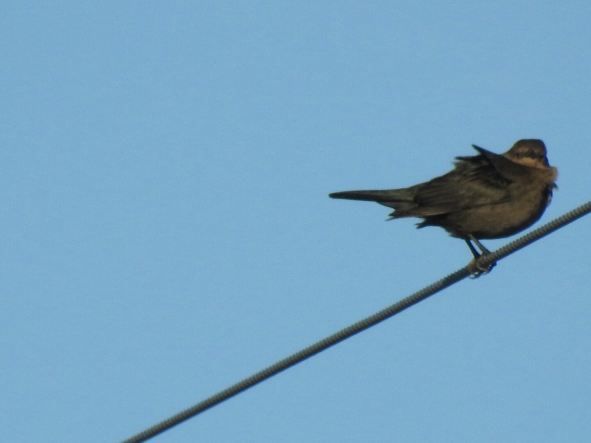 Brewer's Blackbird - ML44381711