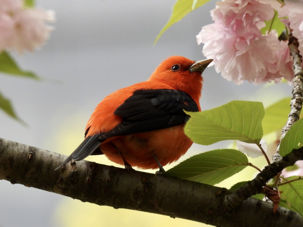 Scarlet Tanager - ML443817591