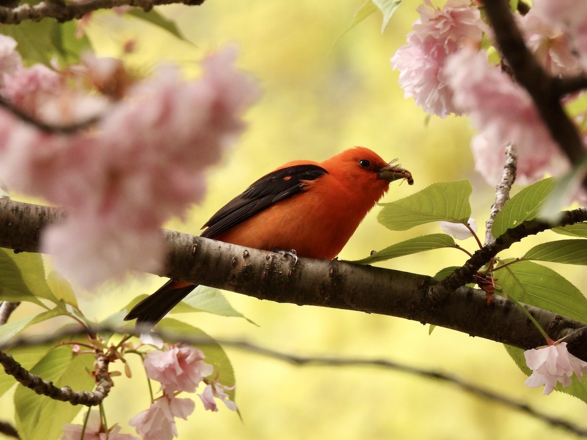 Scarlet Tanager - ML443817621