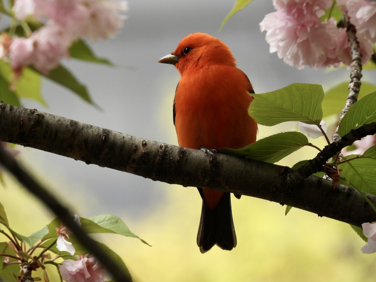 Scarlet Tanager - ML443817631