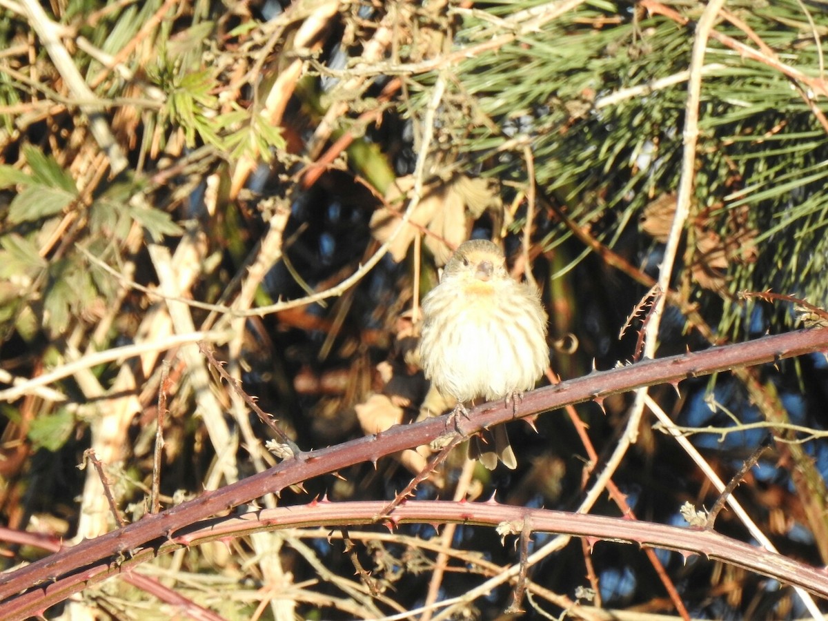 House Finch - Anonymous