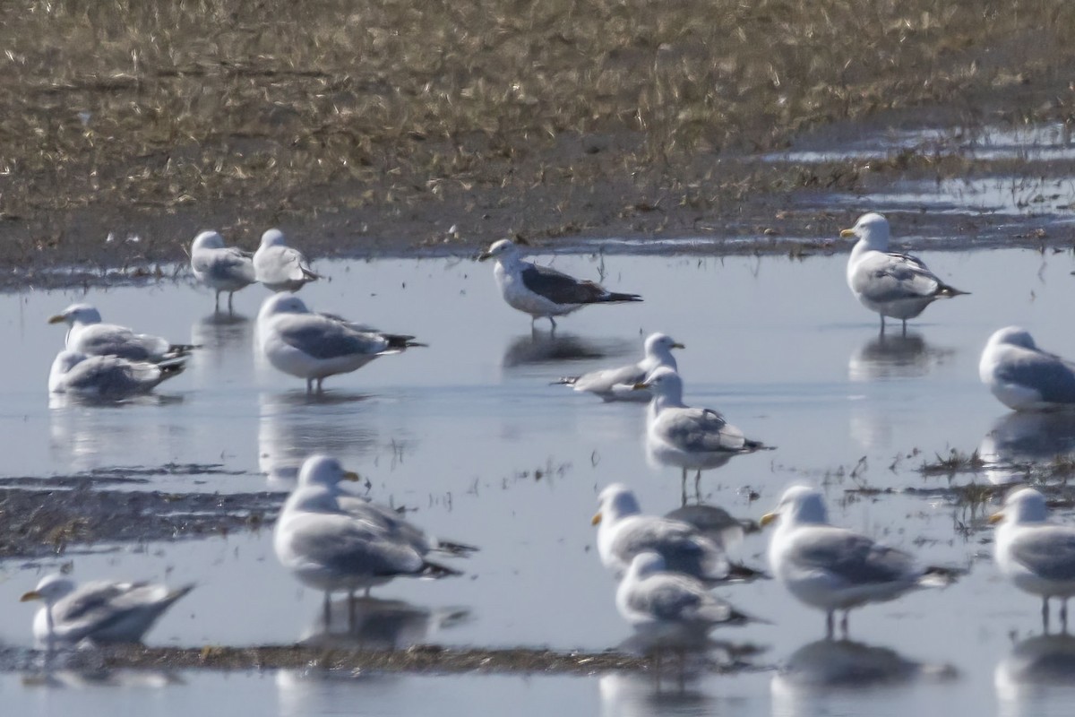 Lesser Black-backed Gull - ML443817981