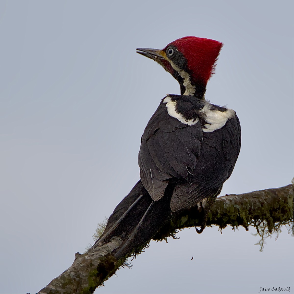 Lineated Woodpecker - ML443818251