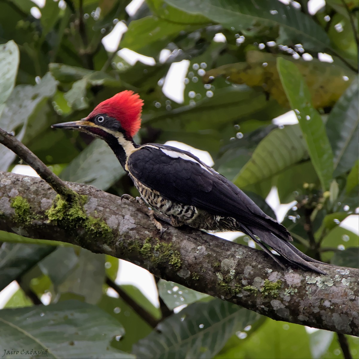 Lineated Woodpecker - Jairo Cadavid