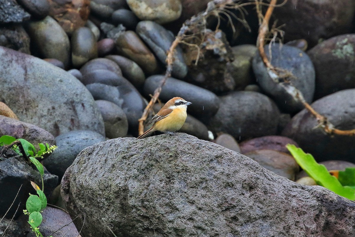 Brown Shrike (Japanese) - ML443818901