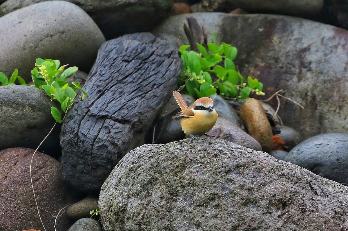 Brown Shrike (Japanese) - ML443818981