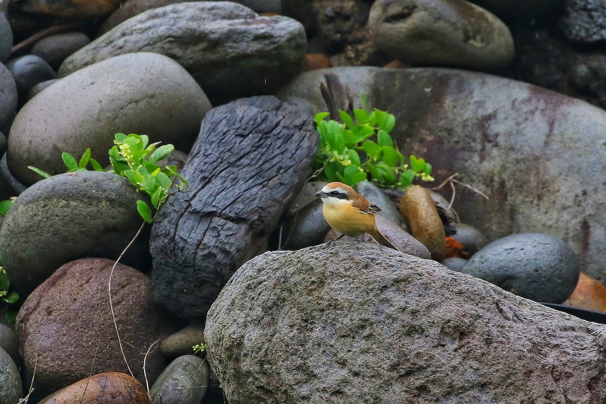 Brown Shrike (Japanese) - ML443819031