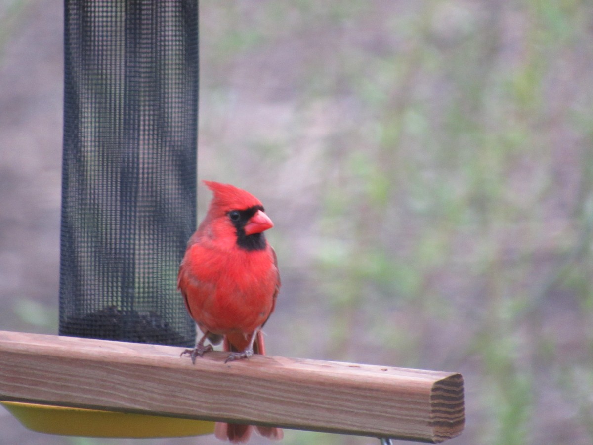 Cardinal rouge - ML443820351