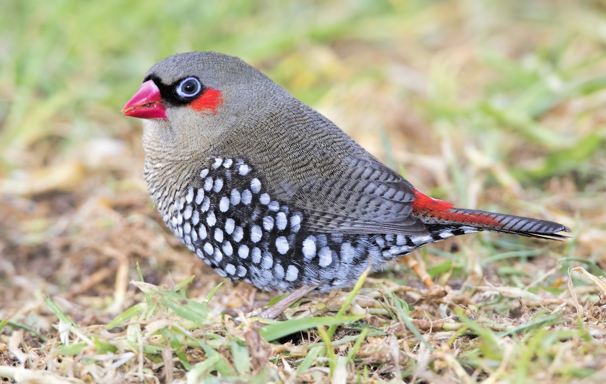 Red-eared Firetail - ML443821201