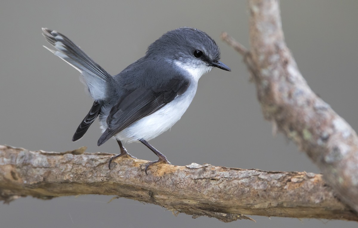 White-breasted Robin - ML443821331