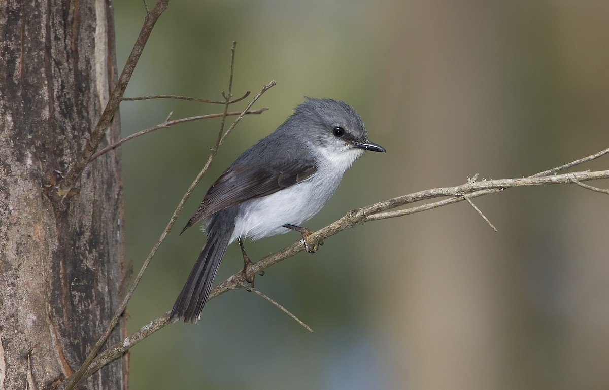 White-breasted Robin - ML443821401