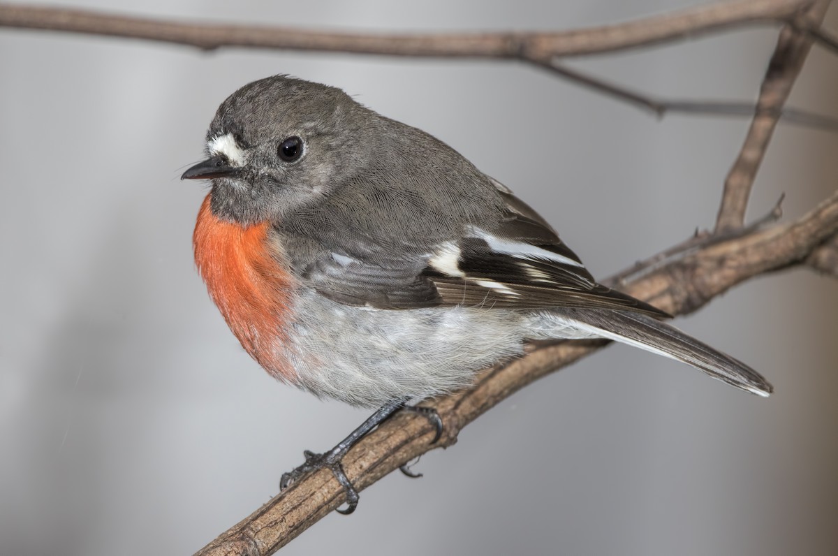 Scarlet Robin - ML443821671