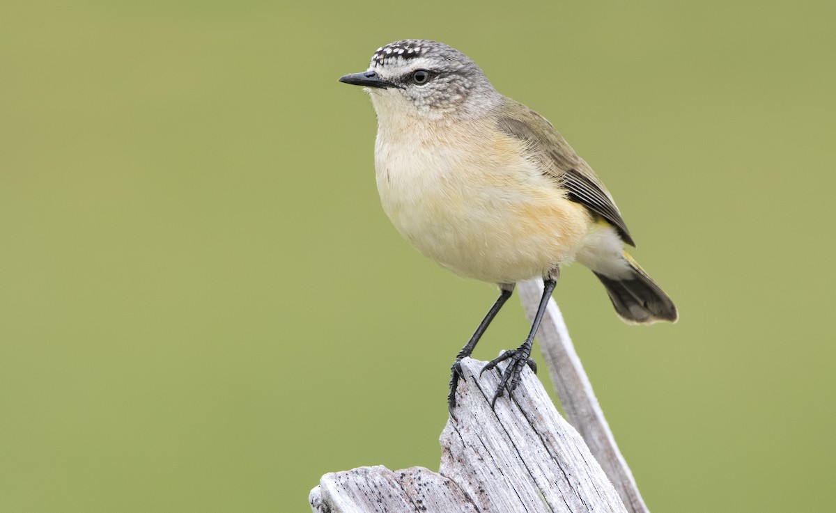 Yellow-rumped Thornbill - ML443821831