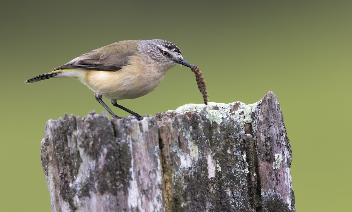 Yellow-rumped Thornbill - Mark Chappell