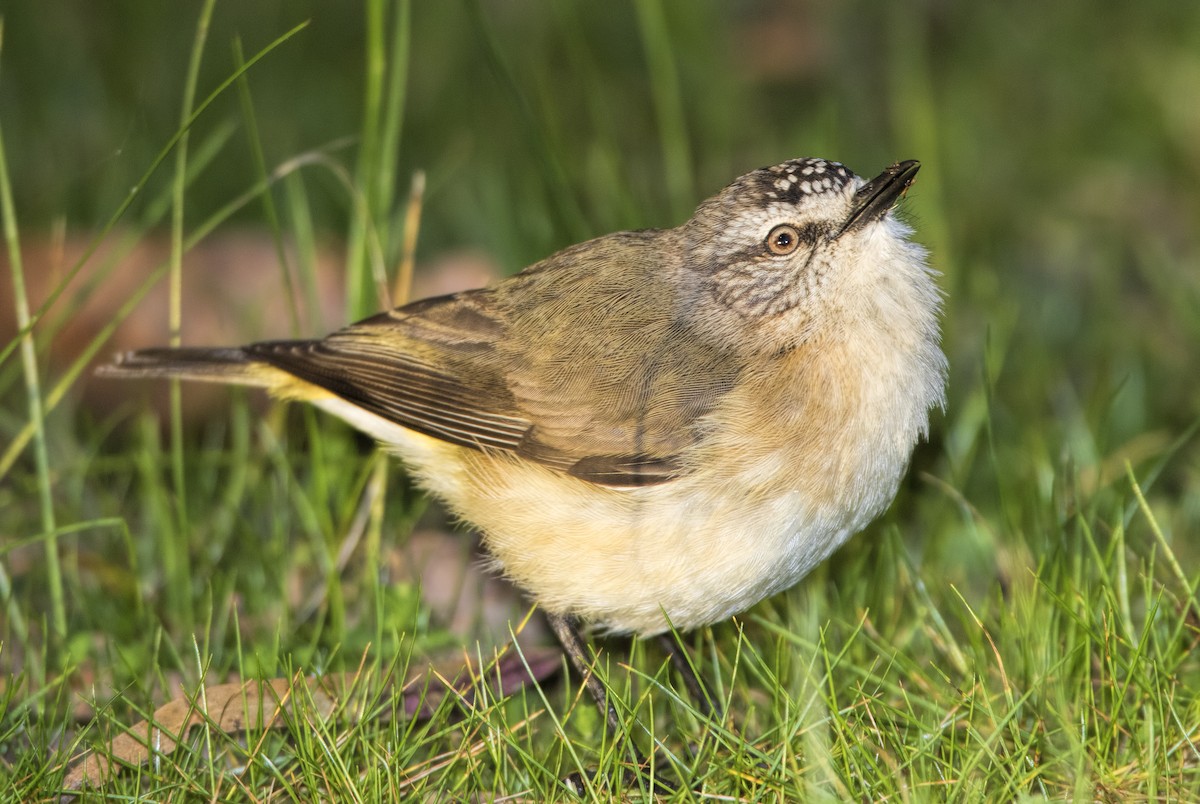 Yellow-rumped Thornbill - ML443821881