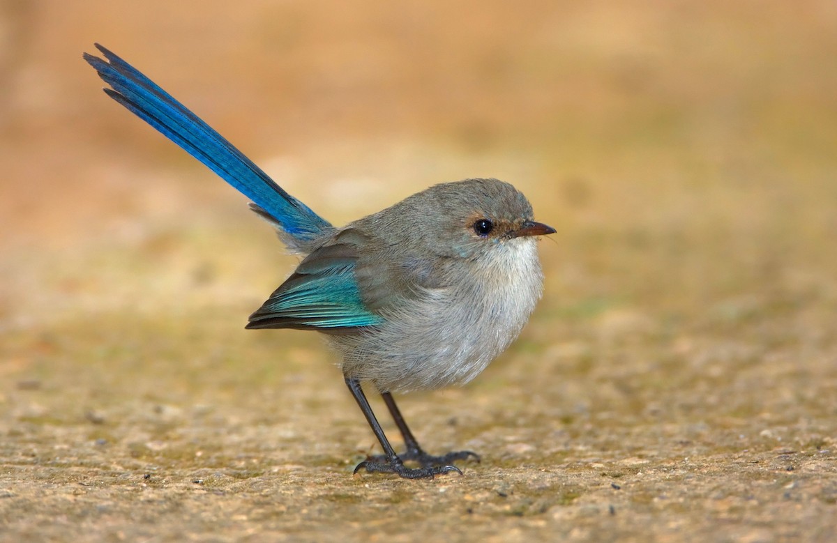 Splendid Fairywren - ML443822151