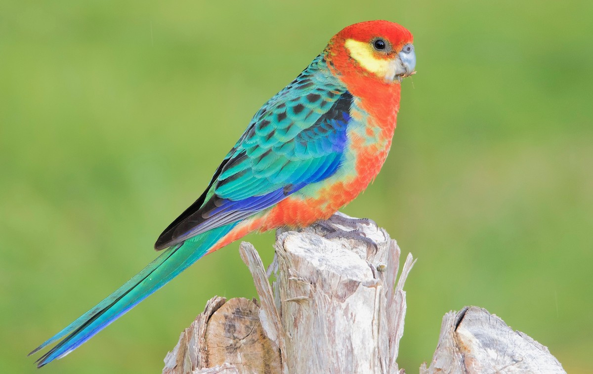 Western Rosella - ML443822261