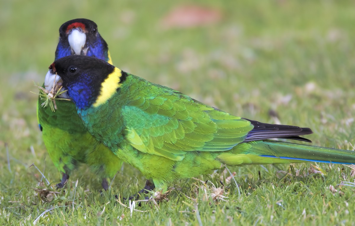 Australian Ringneck (Twenty-eight) - Mark Chappell