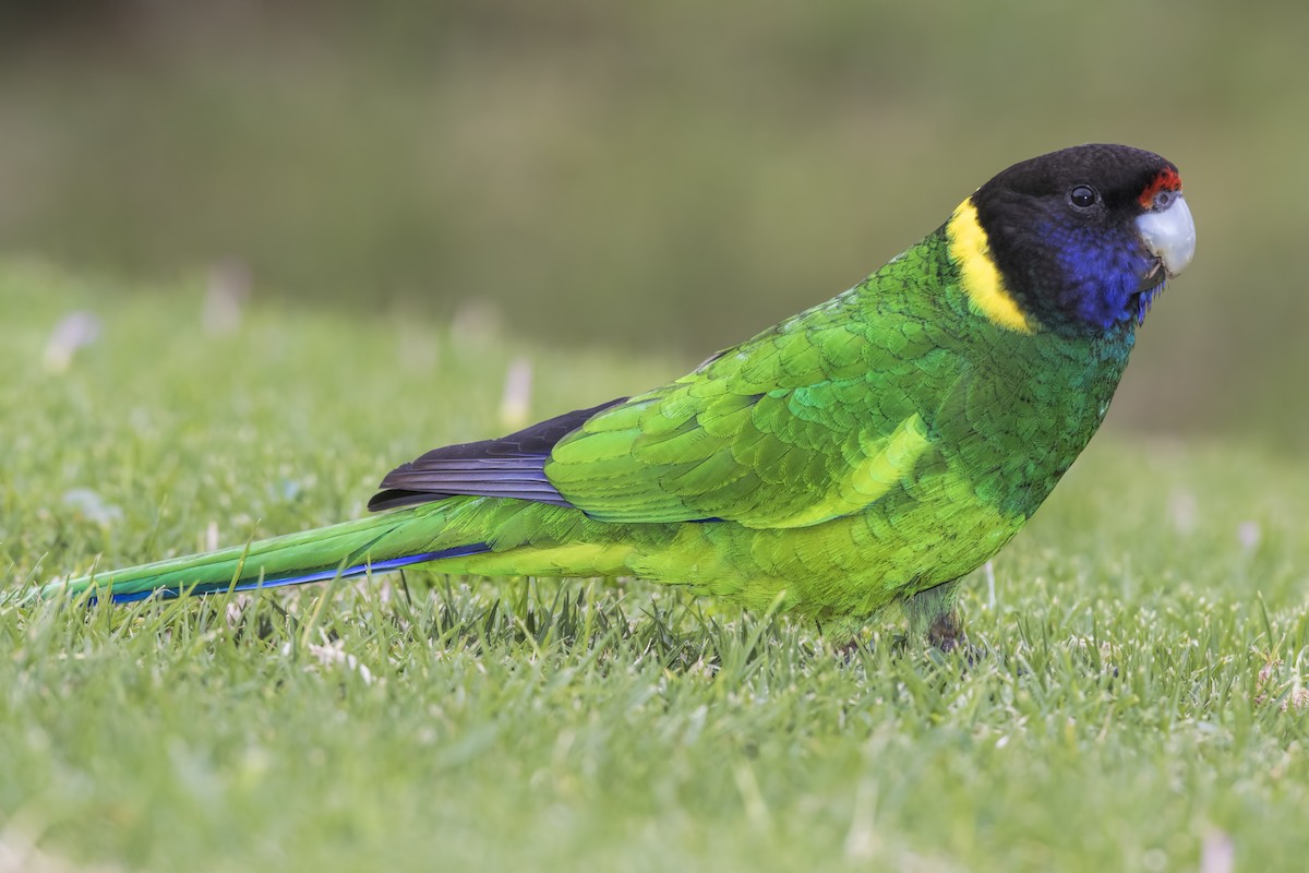 Australian Ringneck (Twenty-eight) - ML443822471