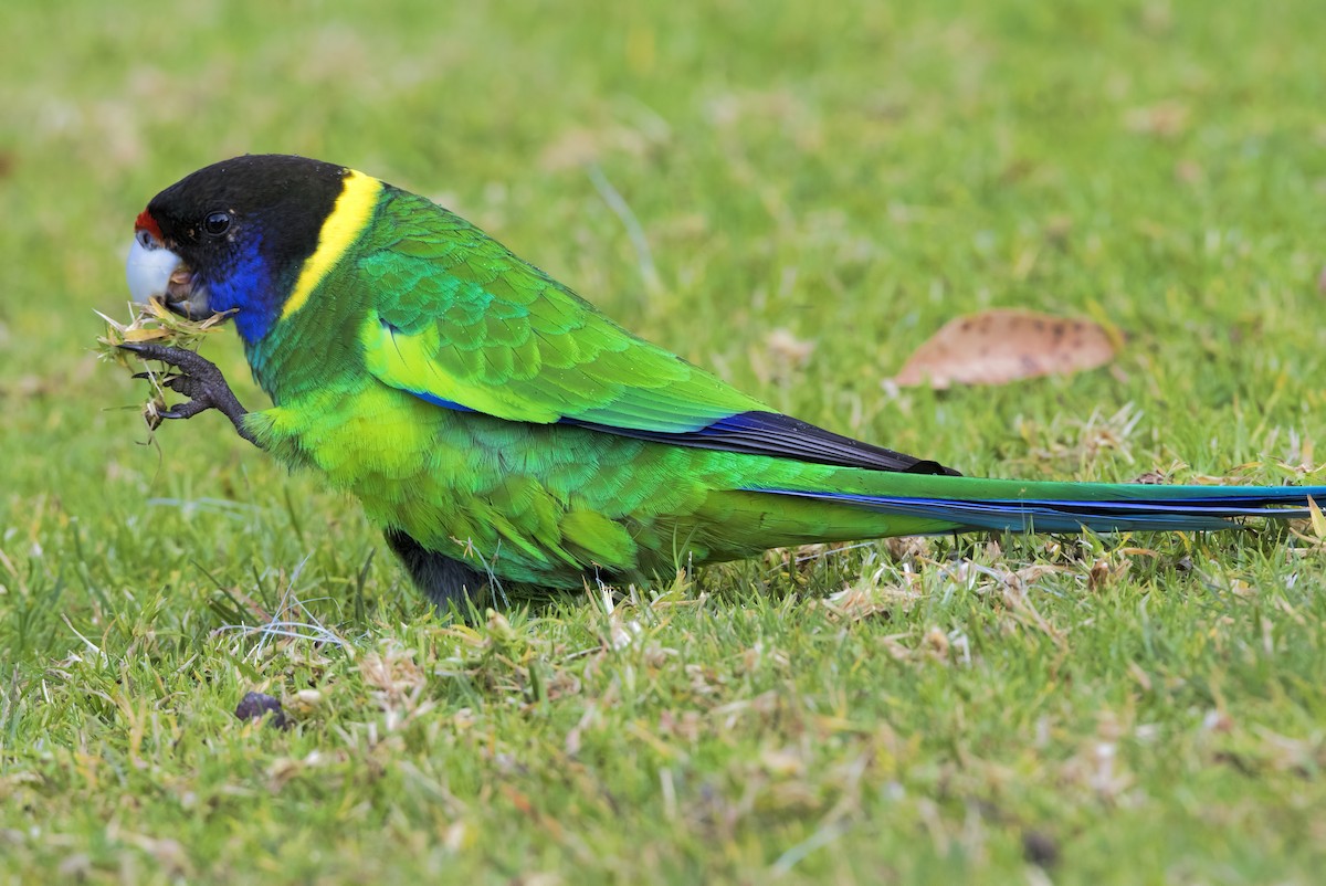 Australian Ringneck (Twenty-eight) - Mark Chappell