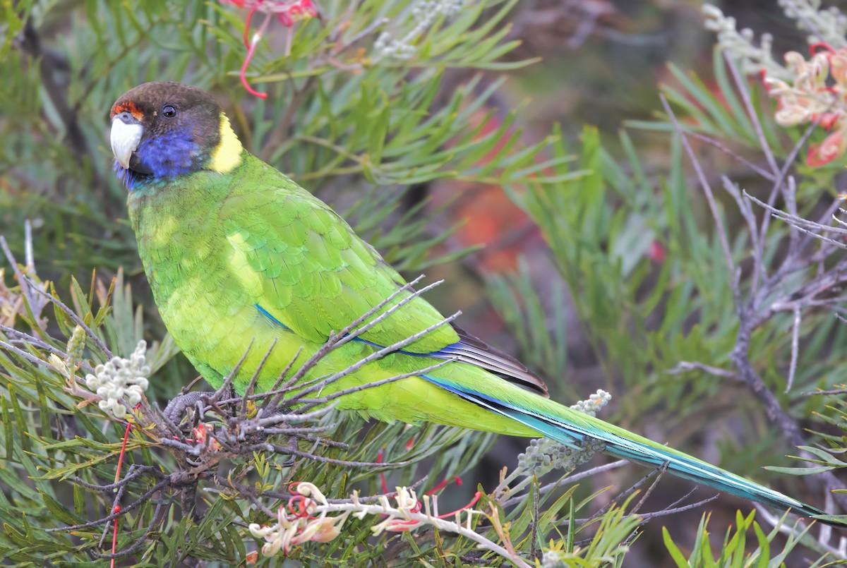 Australian Ringneck (Twenty-eight) - ML443822491