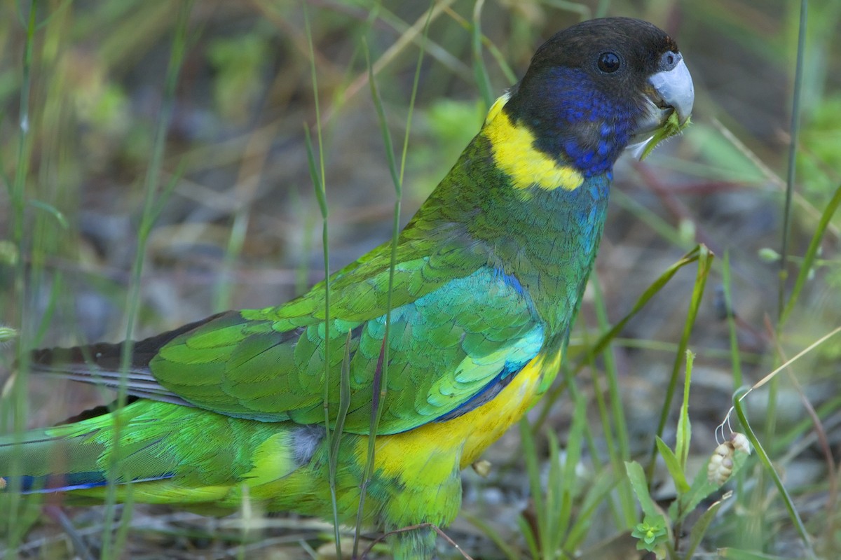 Australian Ringneck (Twenty-eight) - ML443822541