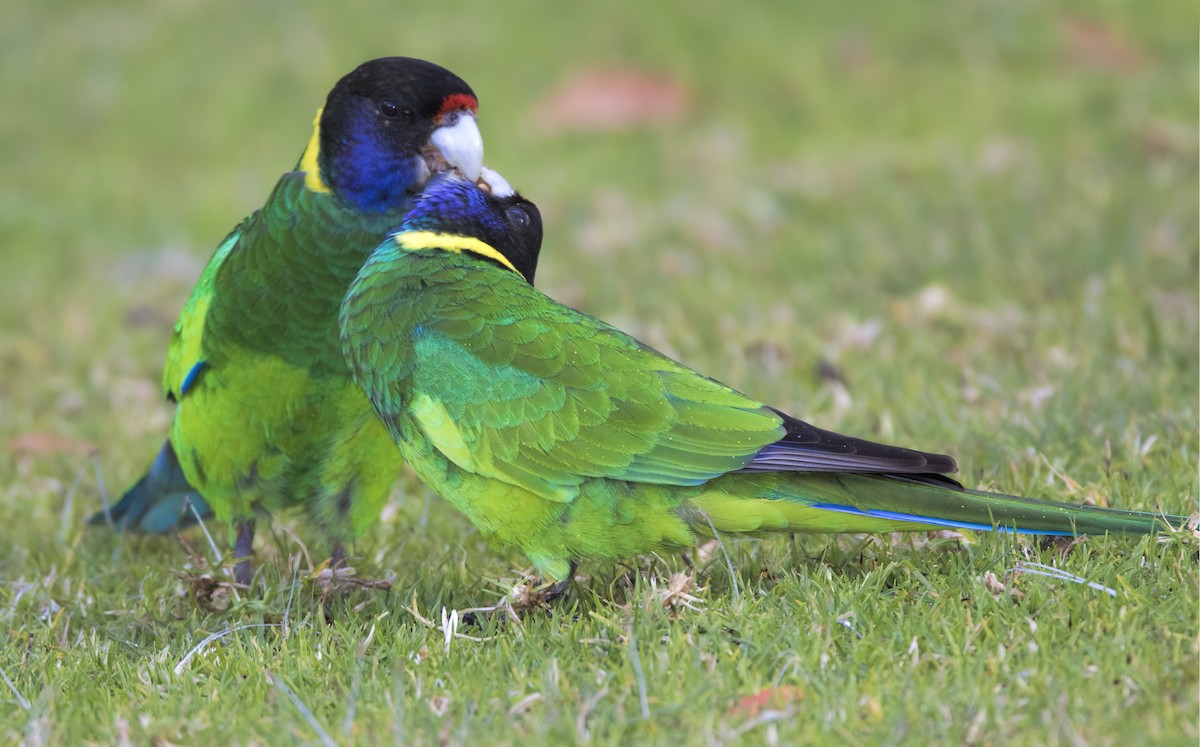 Australian Ringneck (Twenty-eight) - ML443822561