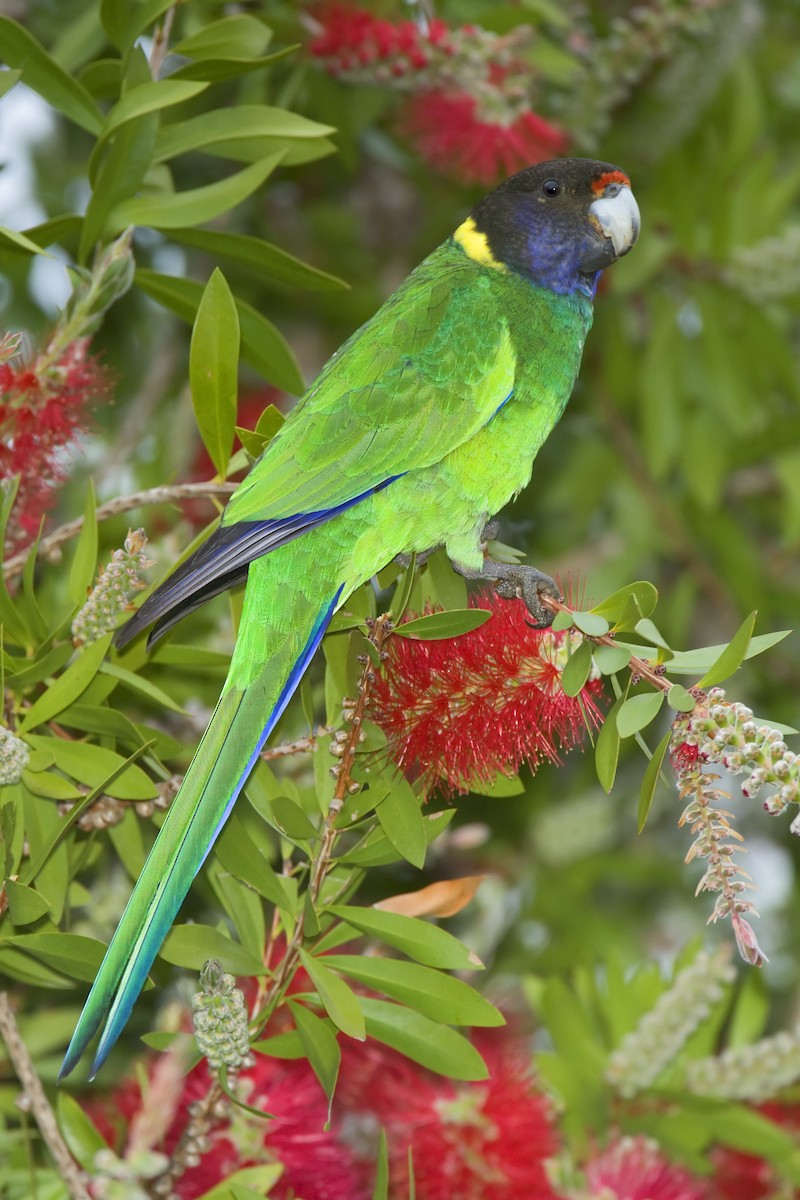 Воротничковый попугай (semitorquatus) - ML443822651