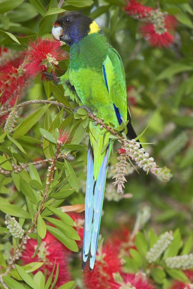 Воротничковый попугай (semitorquatus) - ML443822661