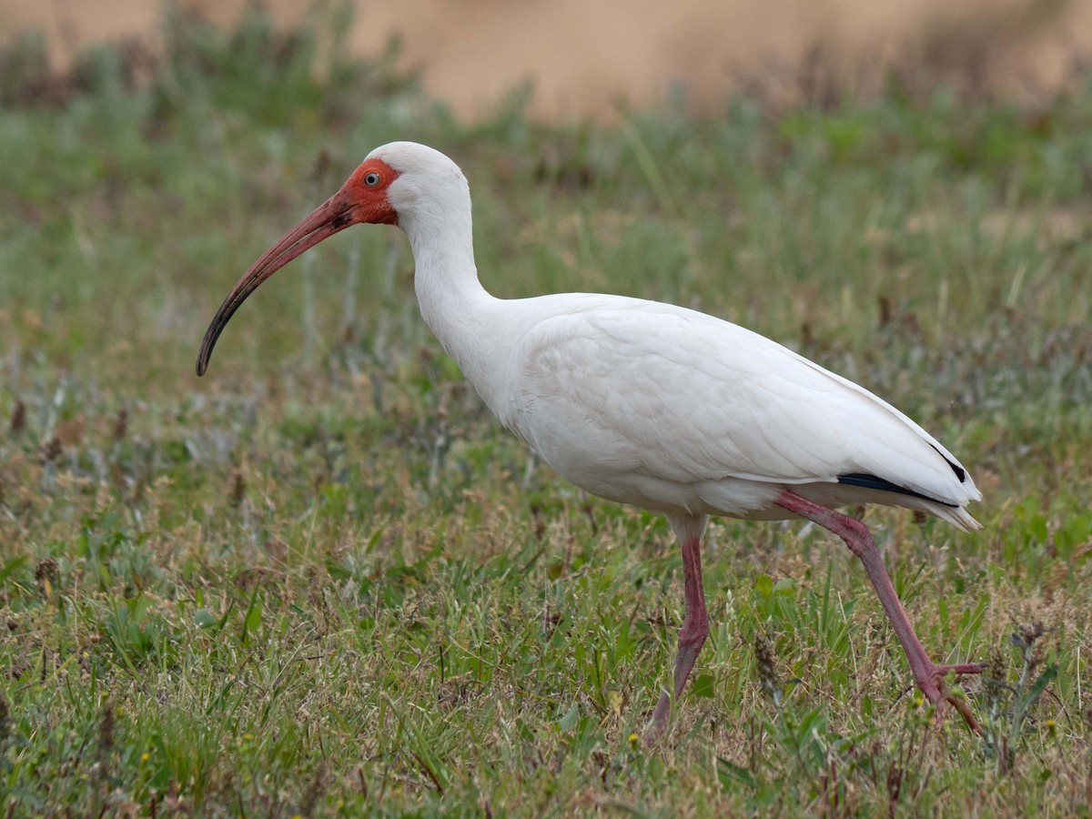 White Ibis - Susan Elliott