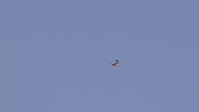Águila Pescadora (haliaetus) - ML443822971