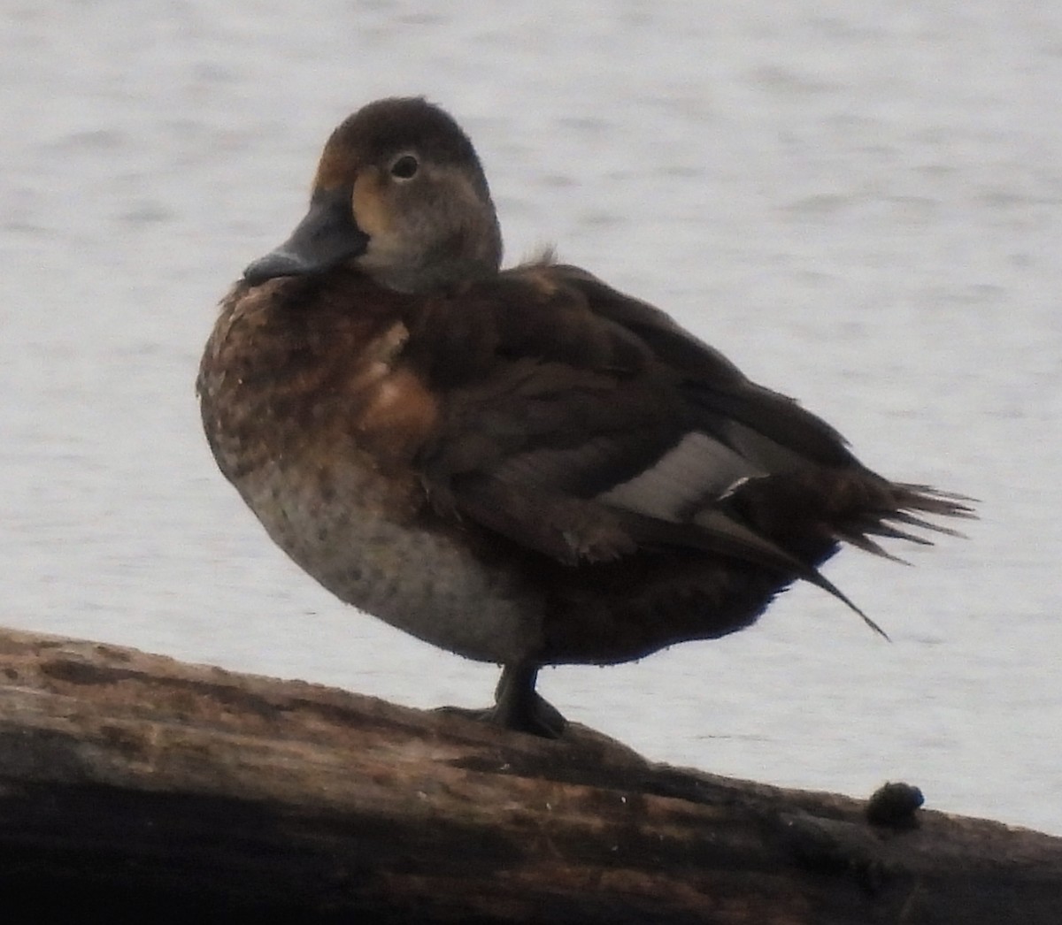 Ring-necked Duck - ML443823031