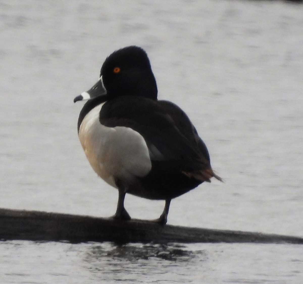 Ring-necked Duck - ML443823101