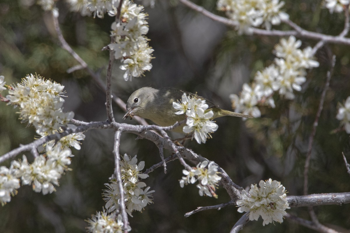 Orange-crowned Warbler - ML443823741