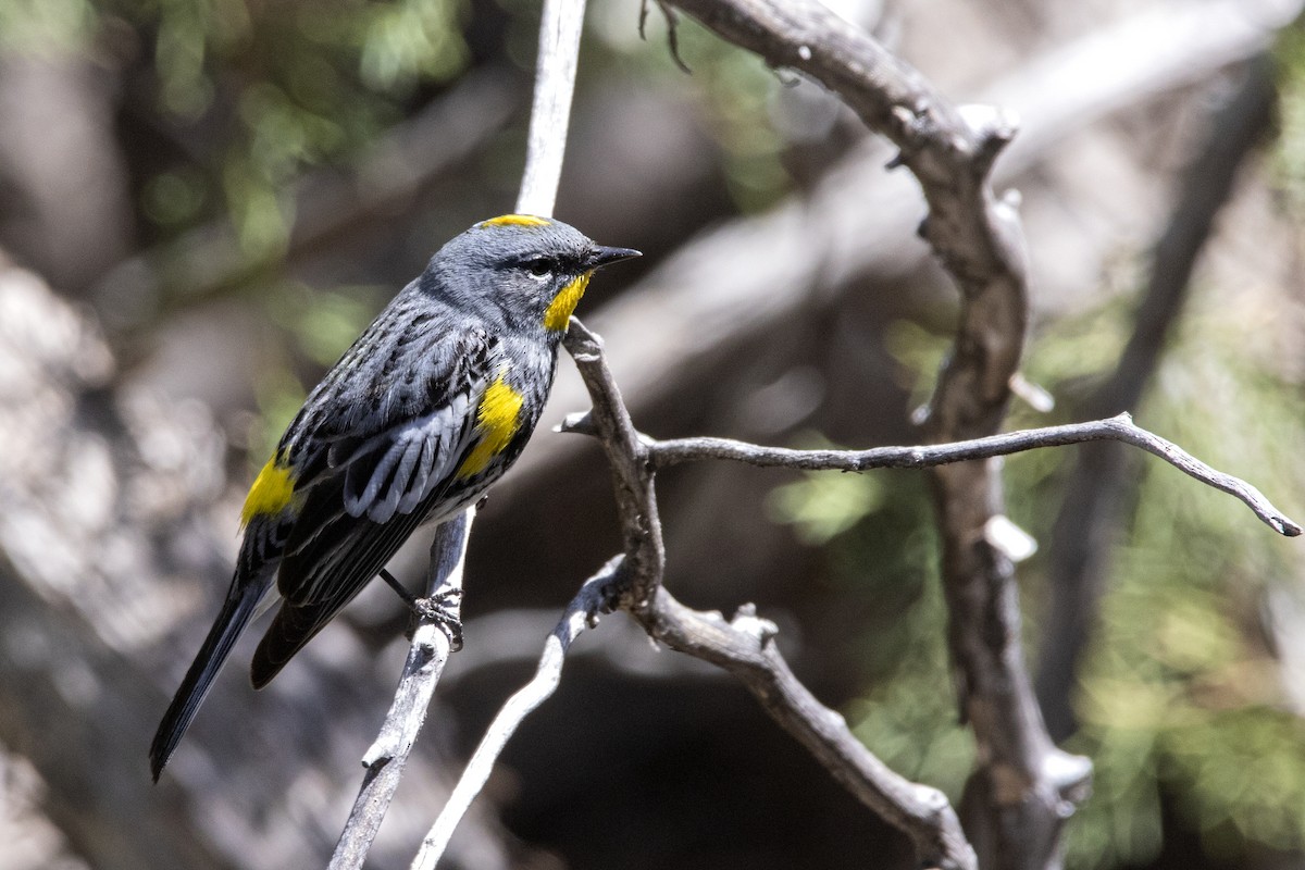 Yellow-rumped Warbler - ML443823831
