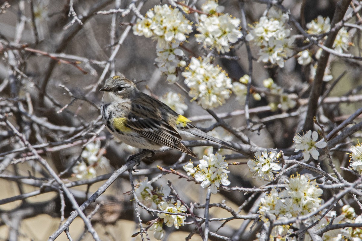 Yellow-rumped Warbler - ML443823901