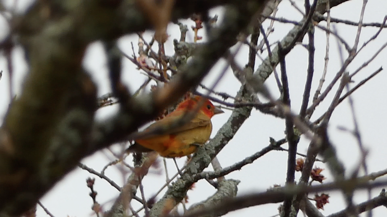 Summer Tanager - ML443824491