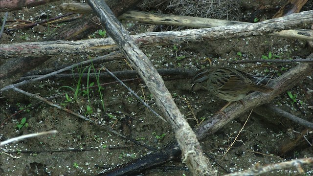 Lincoln's Sparrow - ML443826