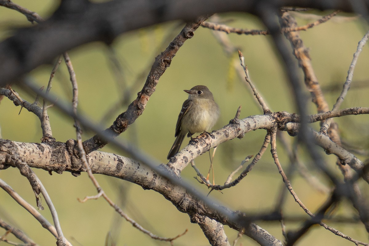 Dusky Flycatcher - ML443826991