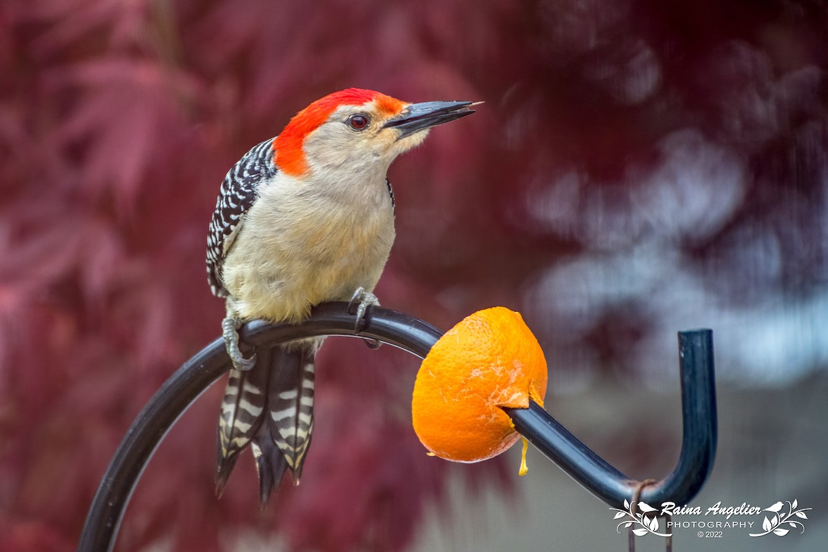 Red-bellied Woodpecker - ML443827651