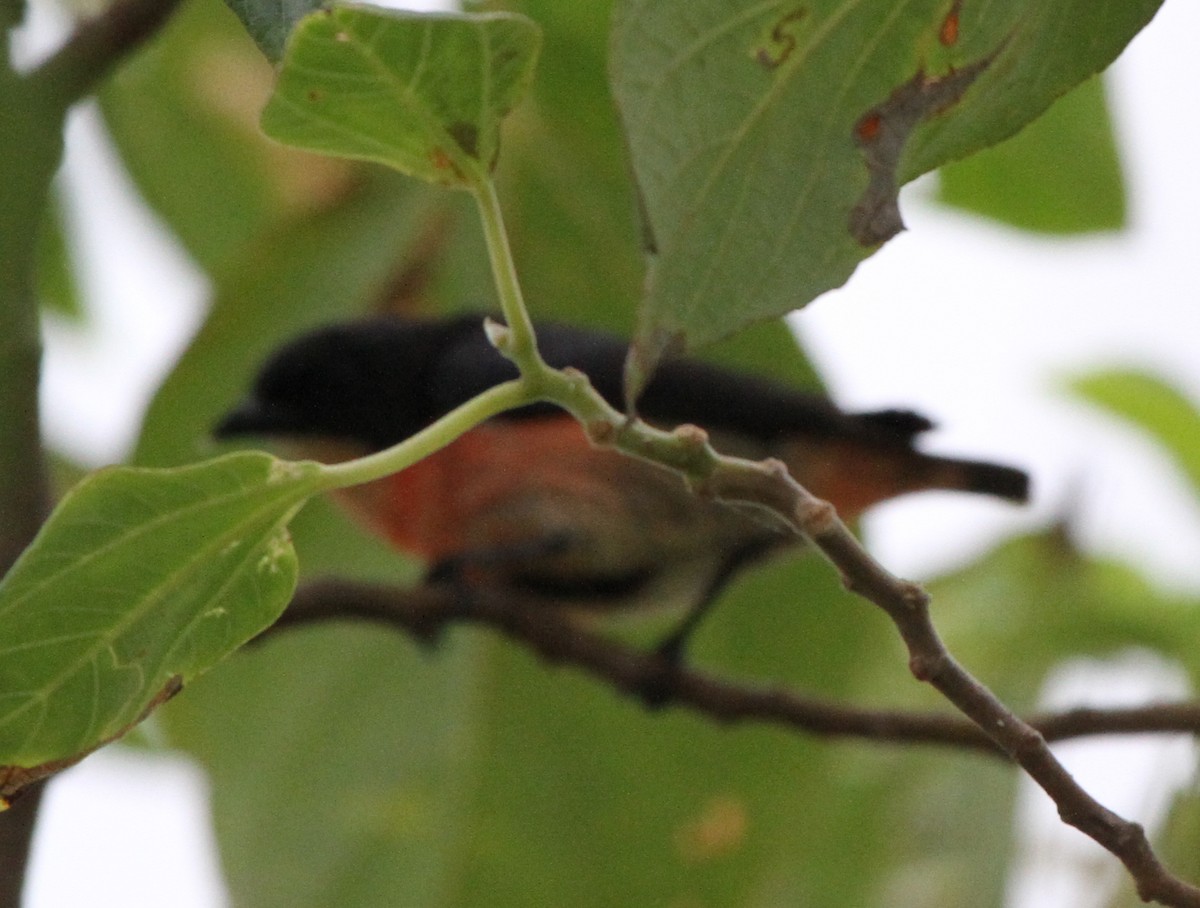 Pink-breasted Flowerpecker (Pink-breasted) - ML44382771